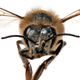Illustration for article titled Evil Bees Are Coming to Drink Your Tears